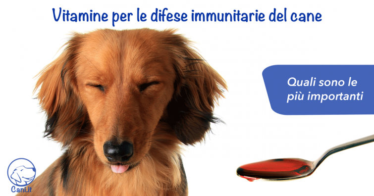 Vitamine per le difese immunitarie del cane: quali sono le più importanti