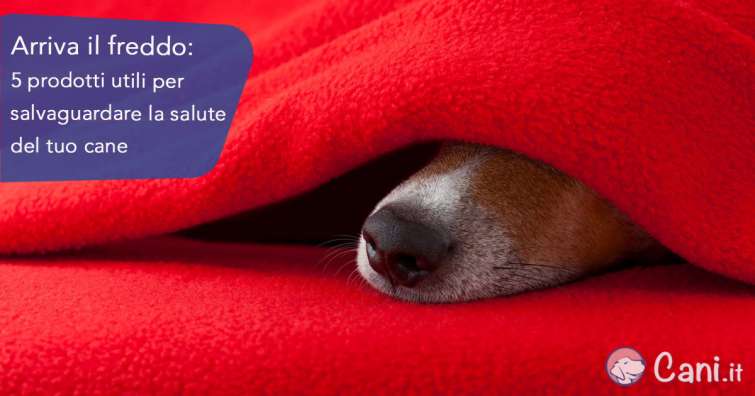 Arriva il freddo: 5 prodotti utili per salvaguardare la salute del tuo cane