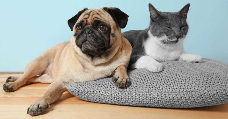 Malattie trasmissibili tra cane e gatto: ecco quali sono