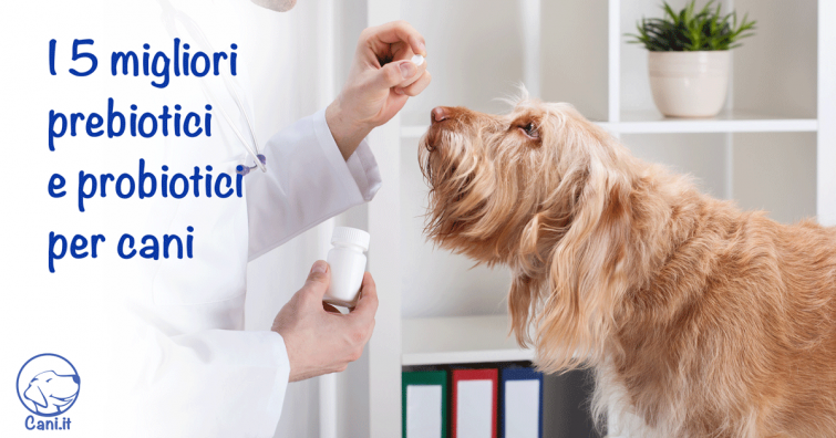 I 5 migliori prebiotici e probiotici per cani