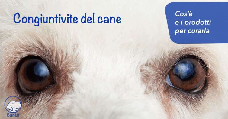 Congiuntivite del cane: cos’è e i prodotti per curarla