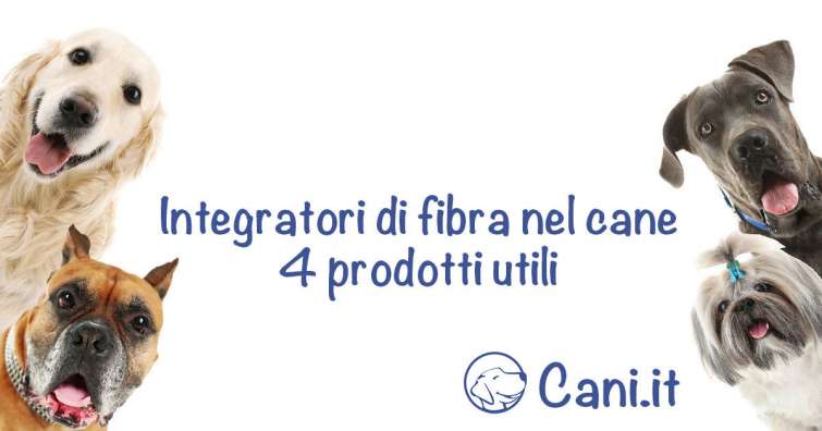 Integratori di fibra nel cane: 4 prodotti utili