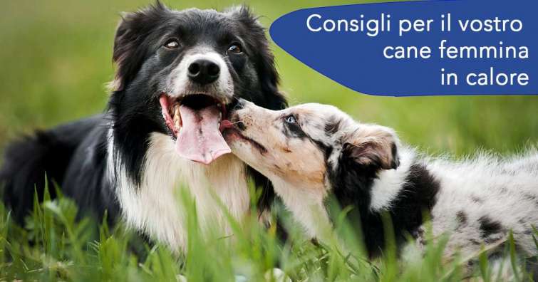 Consigli per il vostro cane femmina in calore