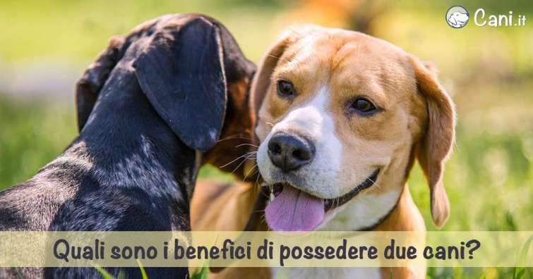 Quali sono i benefici di possedere due cani?