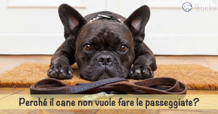 Perché il cane non vuole fare le passeggiate?