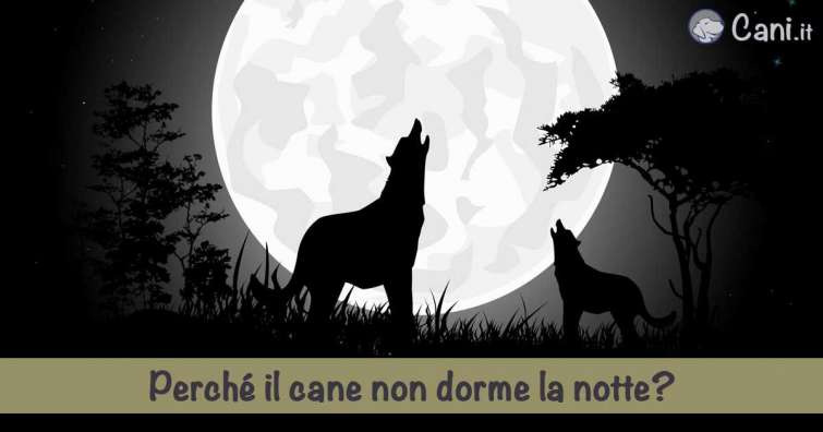 Perché il cane non dorme la notte?