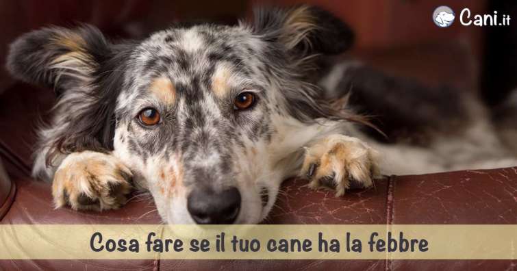 Cosa fare se il tuo cane ha la febbre