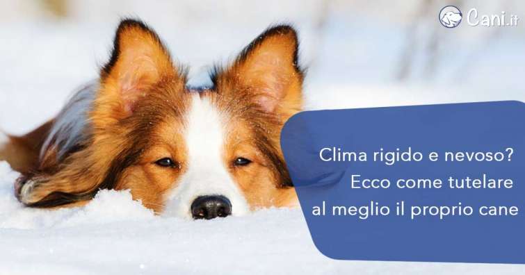 Clima rigido e nevoso? Ecco come tutelare al meglio il proprio cane