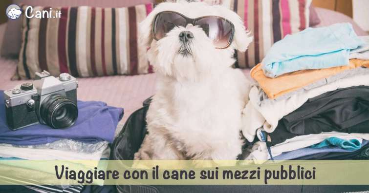 Viaggiare con il cane sui mezzi pubblici