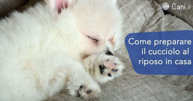 Come preparare il cucciolo al riposo in casa