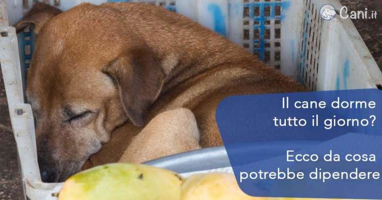 Il cane dorme tutto il giorno? Ecco da cosa potrebbe dipendere