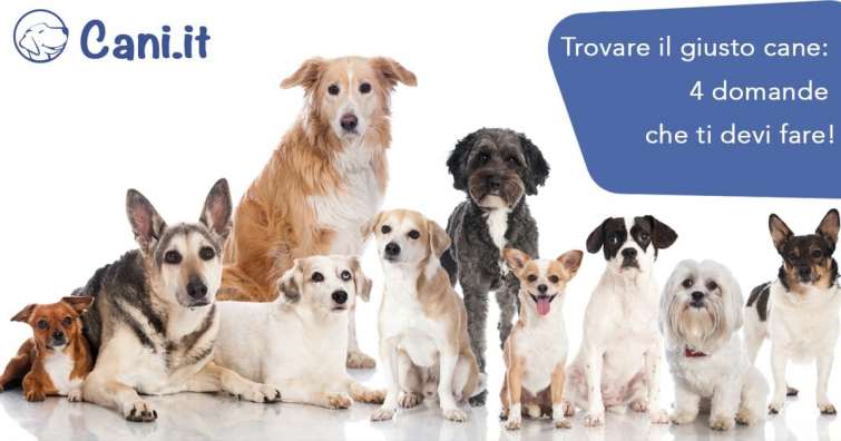 Trovare il giusto cane: 4 domande che ti devi fare!