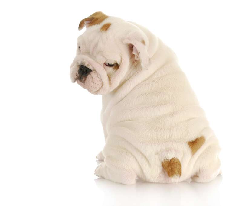 cucciolo di bulldog inglese