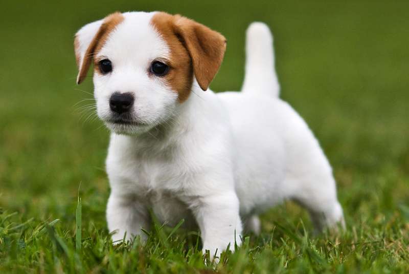 Risultati immagini per Jack Russell Terrier