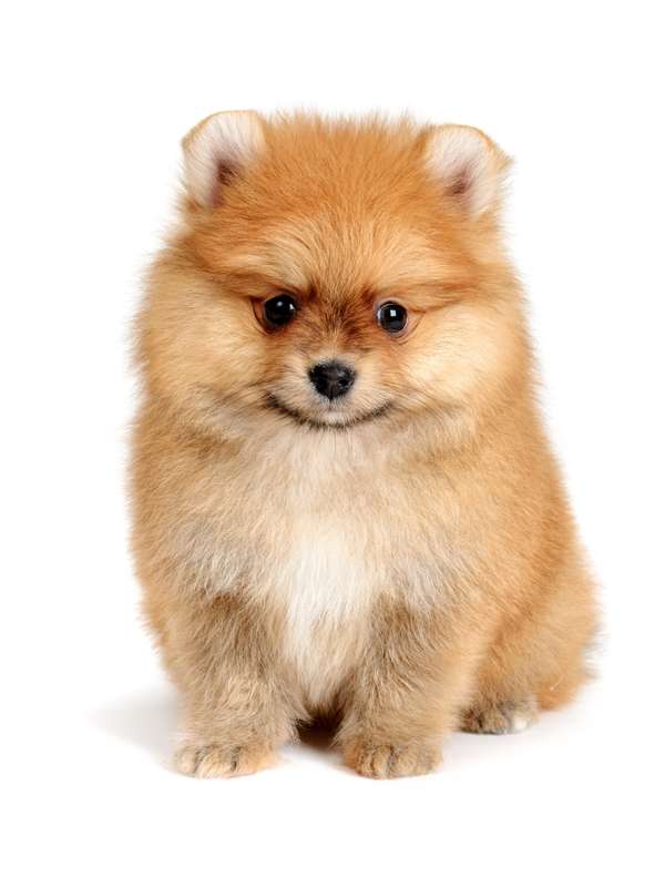 cane pomeranian