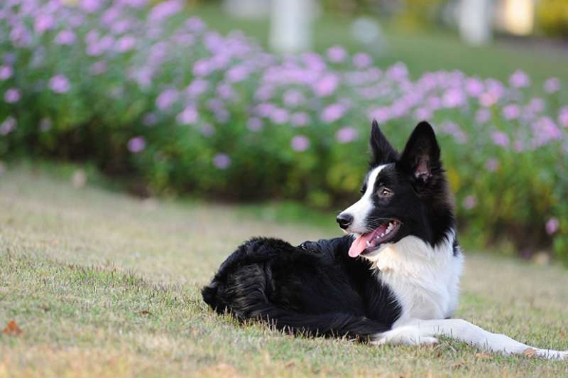 Border collie sdraiato sul prato