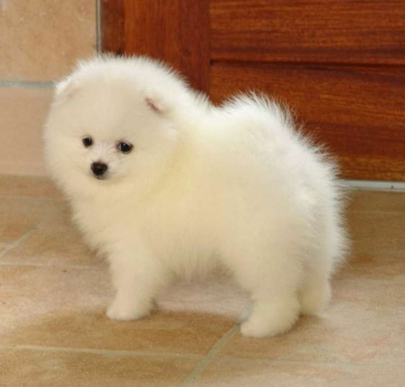 cane pomeranian