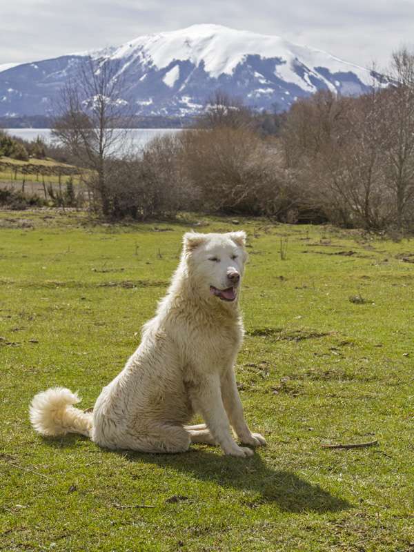 Pastore abruzzese