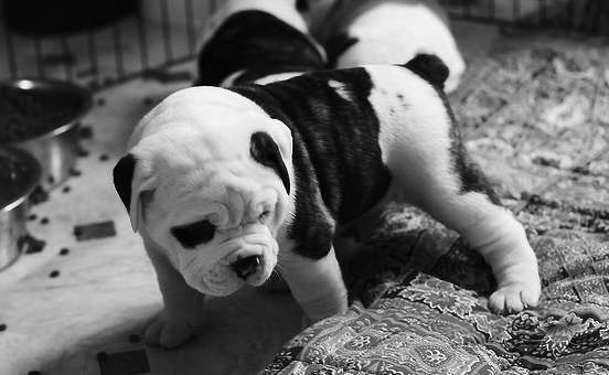 cane bulldog inglese cucciolo