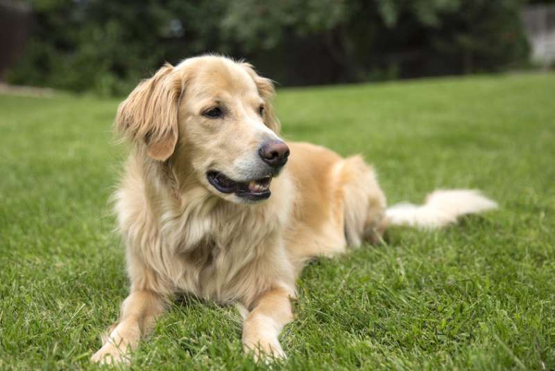 Risultati immagini per golden retriever