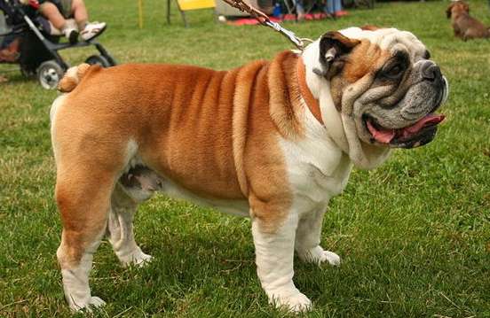 bulldog inglese passeggiata