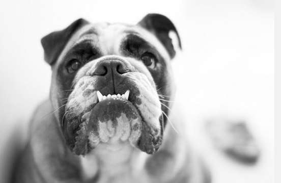 bulldog inglese in bianco e nero