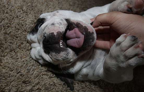 bambino che gioca con un bulldog inglese