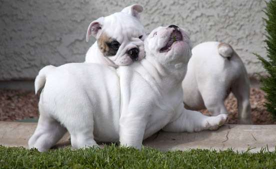 due cuccioli bulldog inglese