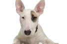 Primo piano Bull terrier inglese di 5 mesi