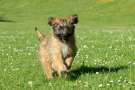 Cucciolo di cane da pastore dei pirenei corre nel prato