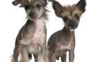 Coppia di cuccioli di Chinese crested dog di età diverse