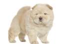 Cucciolo di Chow-Chow