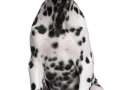 Cucciolo di Dalmata