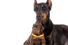 Dobermann adulto sdraiato con cucciolo tra le zampe