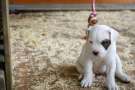 Cucciolo di Dogo argentino