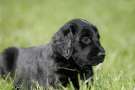 Cucciolo di Flat coated retriever nel prato