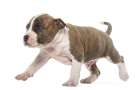 Cucciolo di American staffordshire terrier visto lateralmente