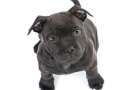 Cucciolo di Staffordshire bull terrier