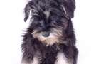 Schnauzer medio Cucciolo