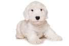 cucciolo di razza Sealyham terrier su sfondo bianco