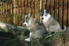 Due cuccioli di Laika della siberia occidentale seduti