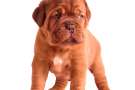 Cucciolo di Mastiff