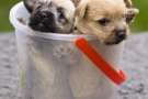 Tre cuccioli di Norwich terrier in un secchiello trasparente