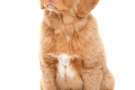 Cucciolo di Nova scotia duck tolling retriever