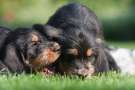 Cuccioli di Otterhound stesi sul prato