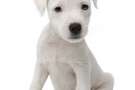 Cucciolo di Parson russell terrier seduto