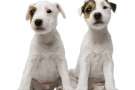 Due cuccioli di Parson russell terrier seduti