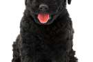 Cucciolo di Puli nero
