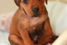 Cucciolo di Rhodesian ridgeback seduto