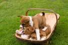 Tre cuccioli di Basenji giocano all'interno di un cesto 